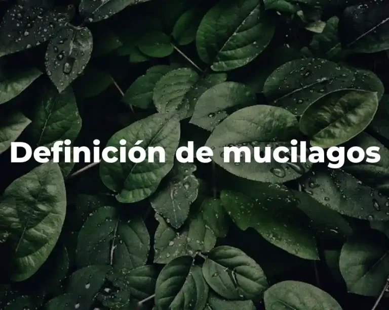 Definición de mucilagos