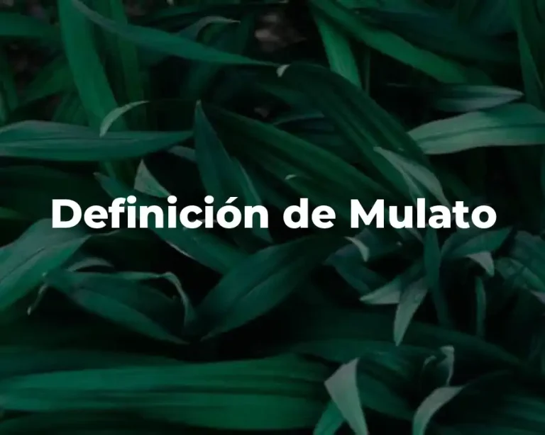 Definición de Mulato