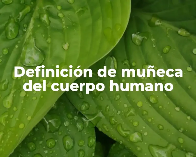 Definición de muñeca del cuerpo humano
