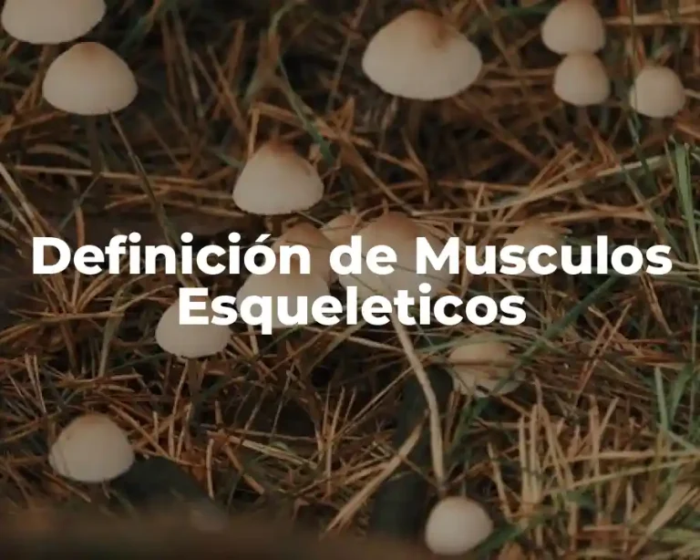 Definición de Musculos Esqueleticos