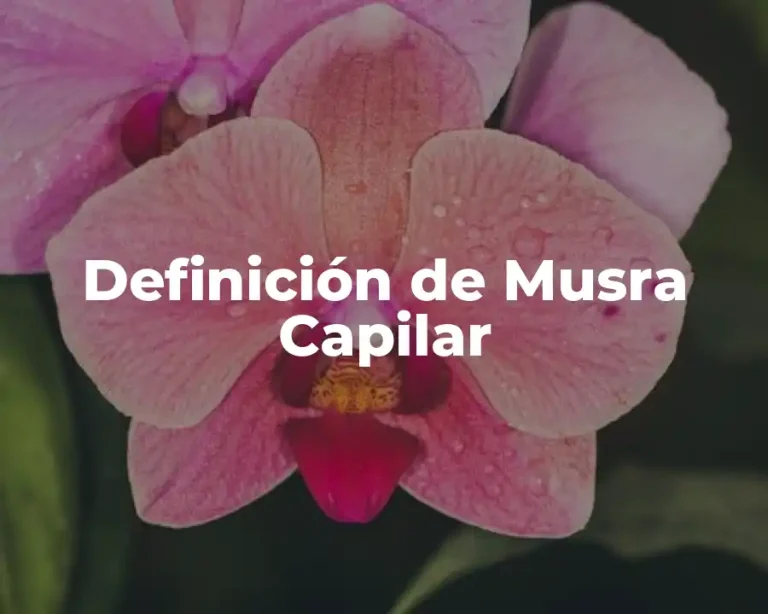 Definición de Musra Capilar