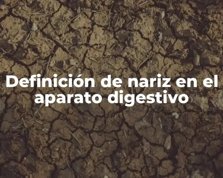 Definición de nariz en el aparato digestivo