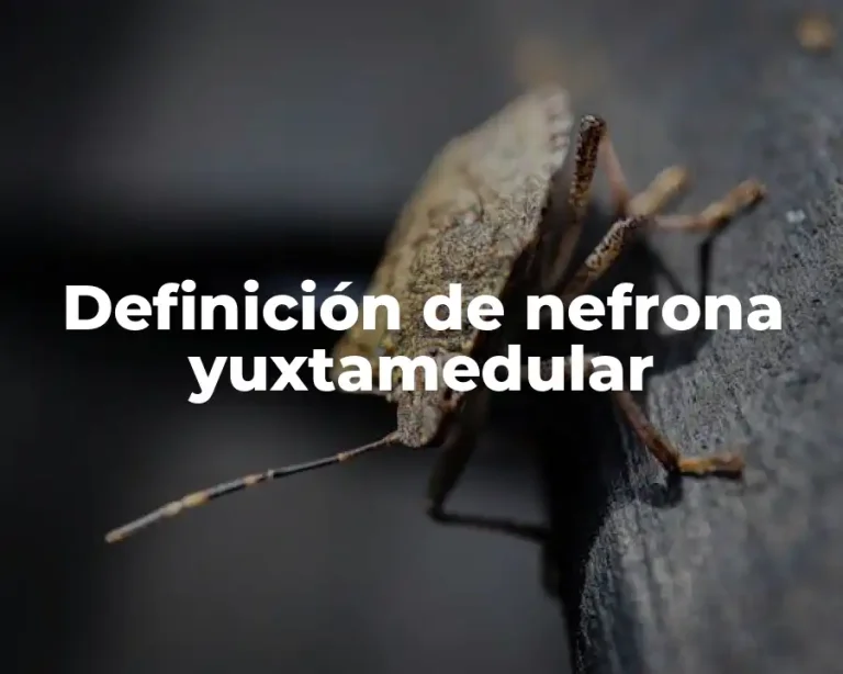 Definición de nefrona yuxtamedular