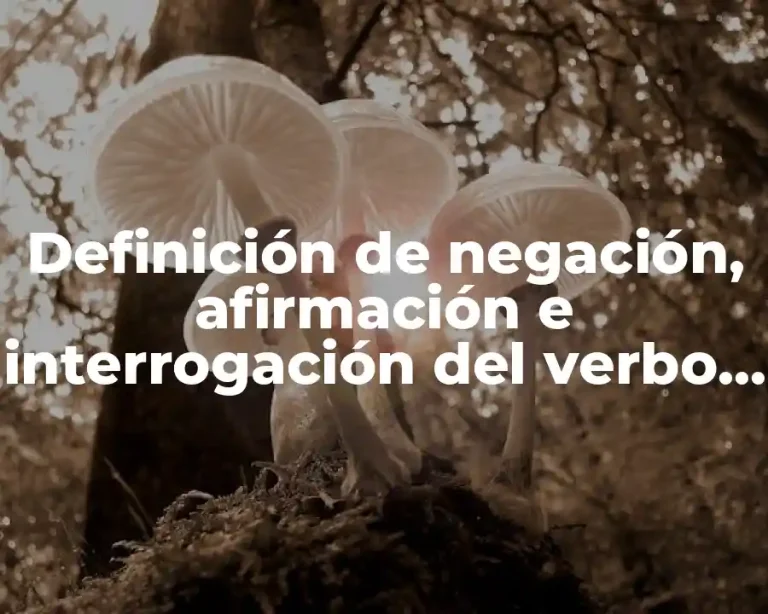 Definición de negación, afirmación e interrogación del verbo can