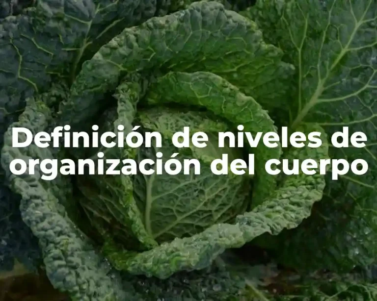 Definición de niveles de organización del cuerpo