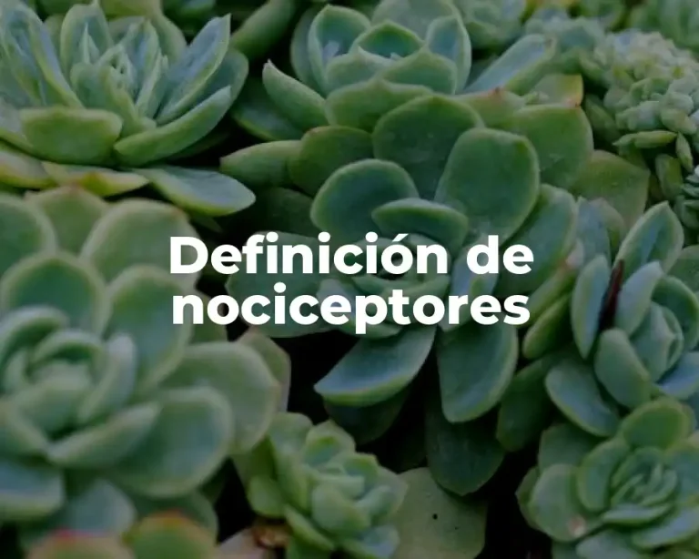 Definición de nociceptores