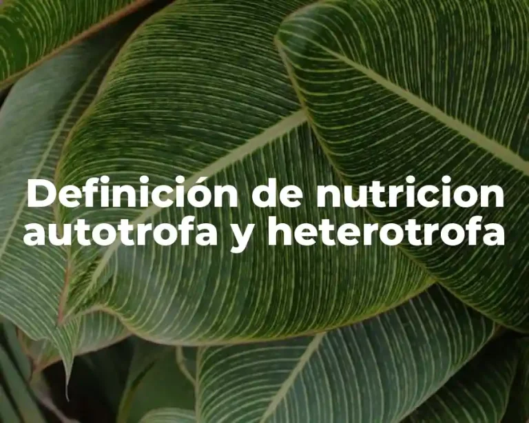 Definición de nutricion autotrofa y heterotrofa