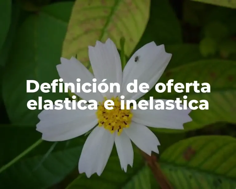 Definición de oferta elastica e inelastica