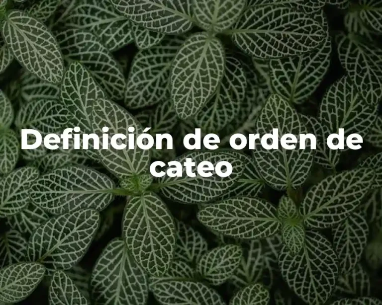 Definición de orden de cateo