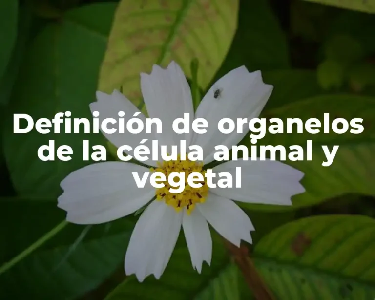 Definición de organelos de la célula animal y vegetal
