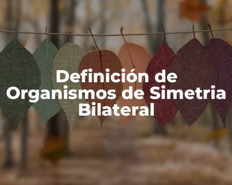 Definición de Organismos de Simetria Bilateral
