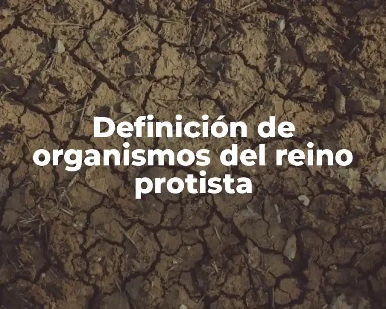 Definición de organismos del reino protista