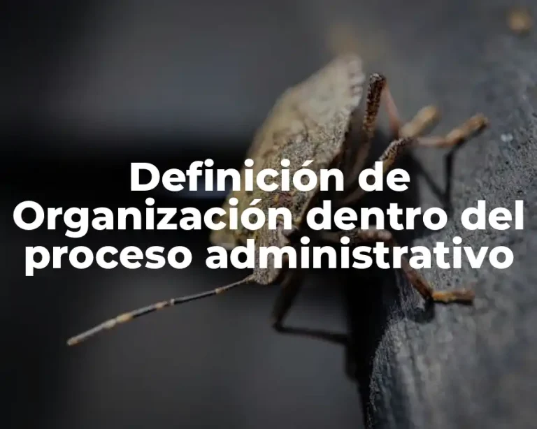 Definición de Organización dentro del proceso administrativo