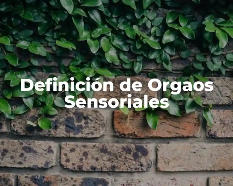 Definición de Orgaos Sensoriales