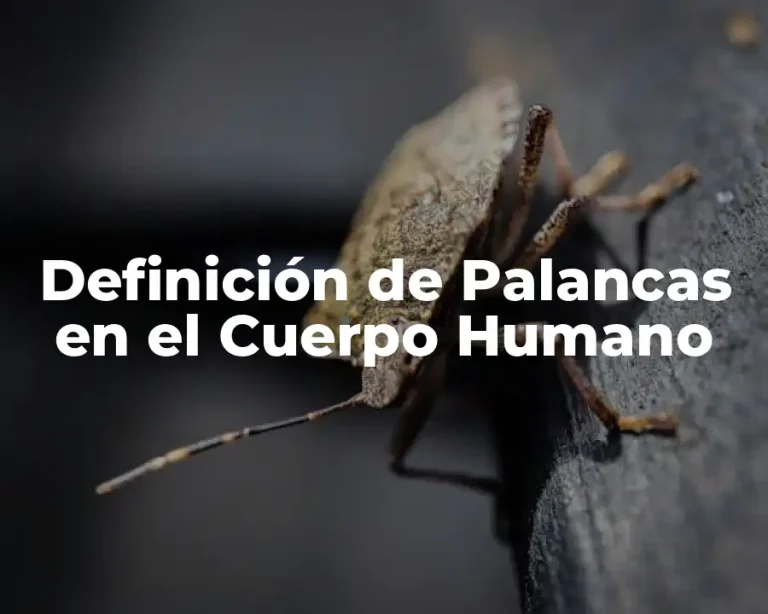 Definición de Palancas en el Cuerpo Humano