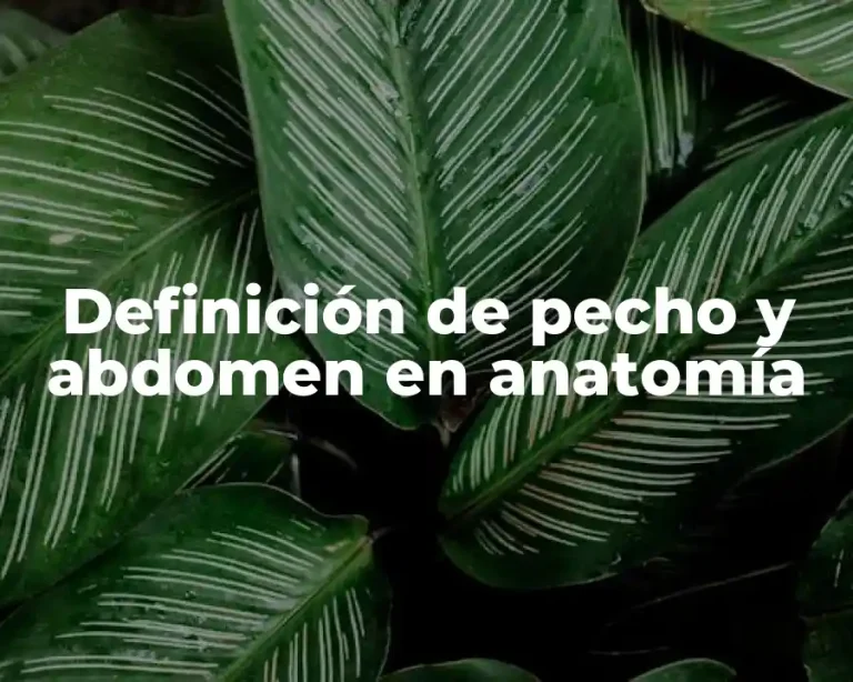 Definición de pecho y abdomen en anatomía
