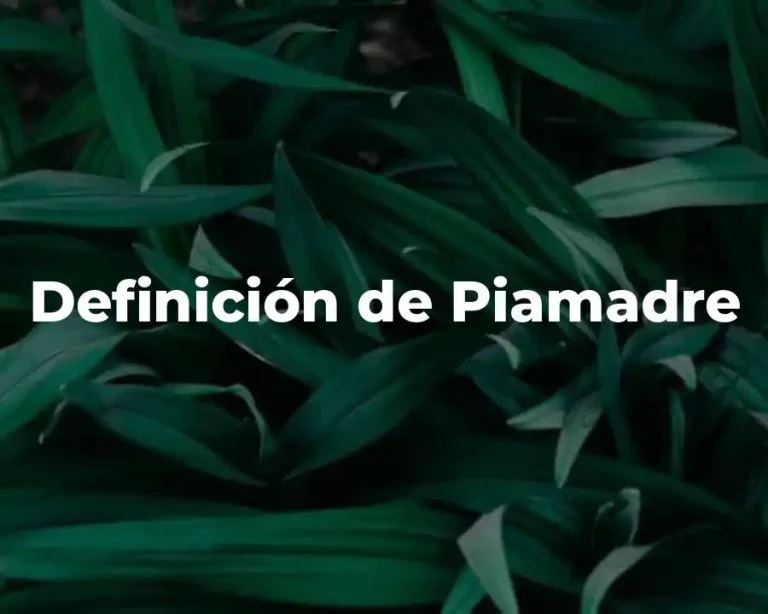 Definición de Piamadre