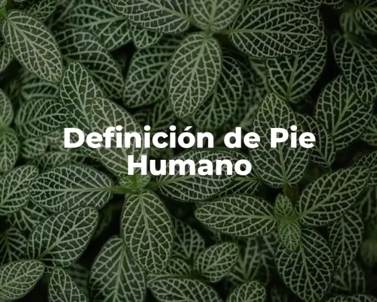 Definición de Pie Humano