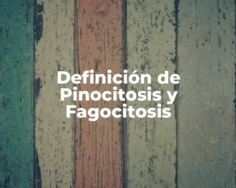 Definición de Pinocitosis y Fagocitosis