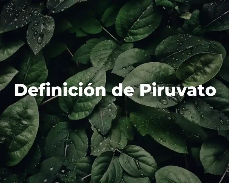 Definición de Piruvato