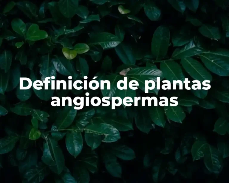 Definición de plantas angiospermas