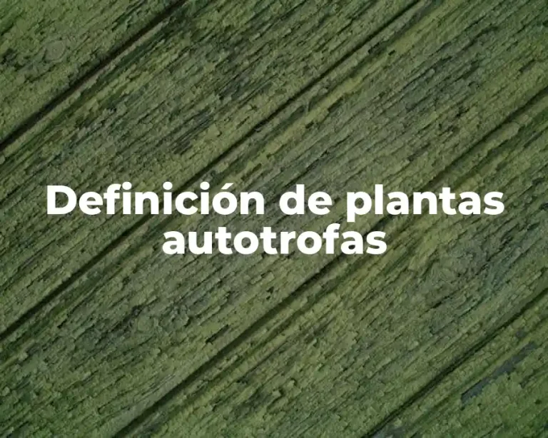 Definición de plantas autotrofas