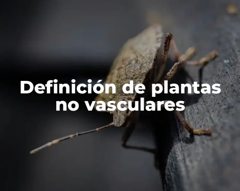 Definición de plantas no vasculares