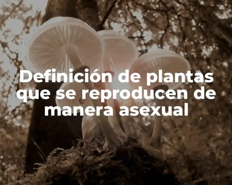 Definición de plantas que se reproducen de manera asexual