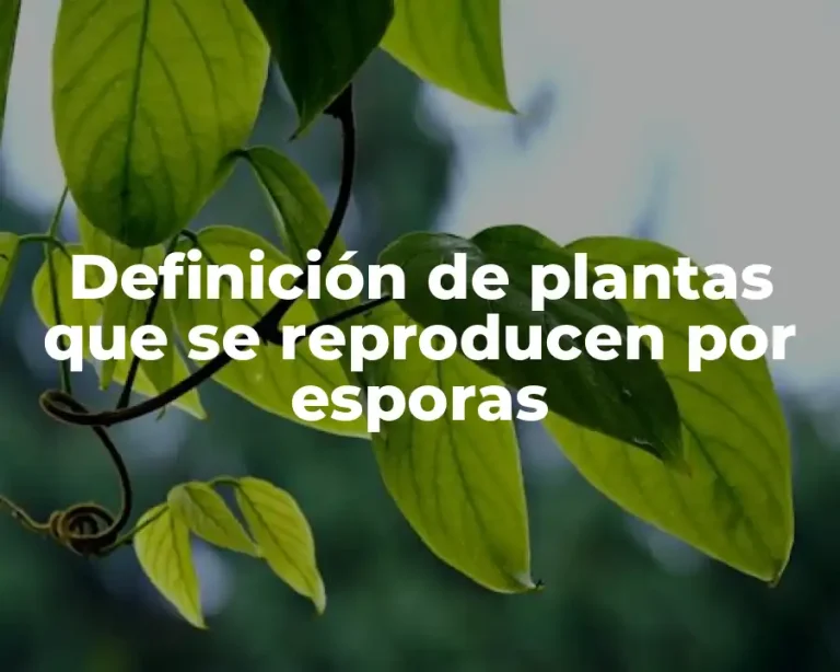 Definición de plantas que se reproducen por esporas