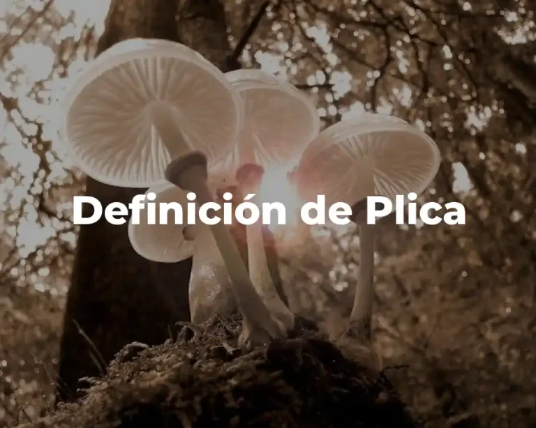 Definición de Plica