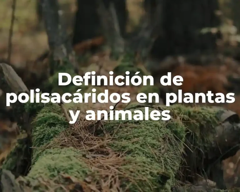 Definición de polisacáridos en plantas y animales