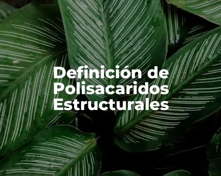 Definición de Polisacaridos Estructurales