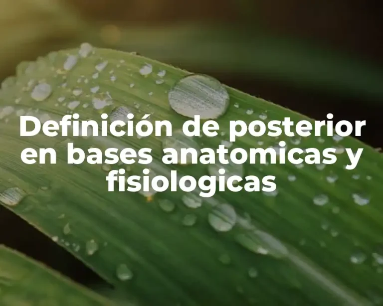 Definición de posterior en bases anatomicas y fisiologicas