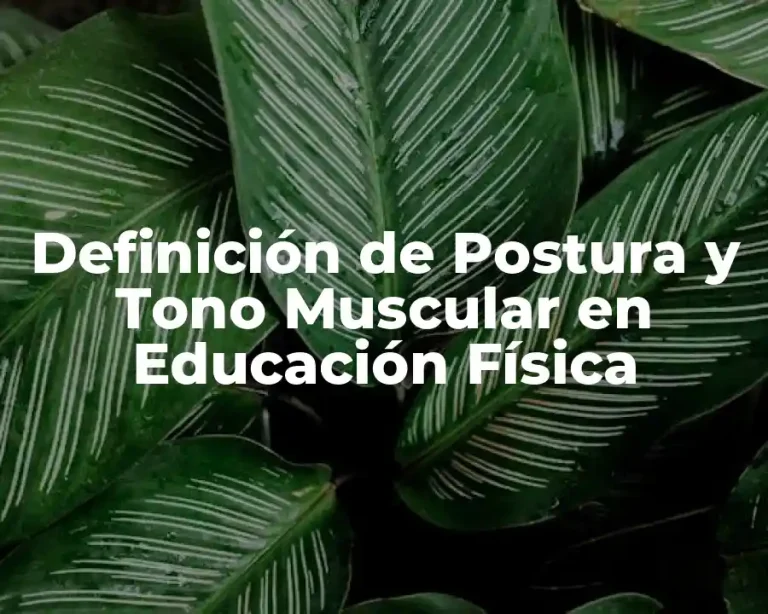 Definición de Postura y Tono Muscular en Educación Física