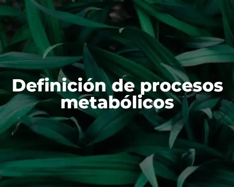 Definición de procesos metabólicos