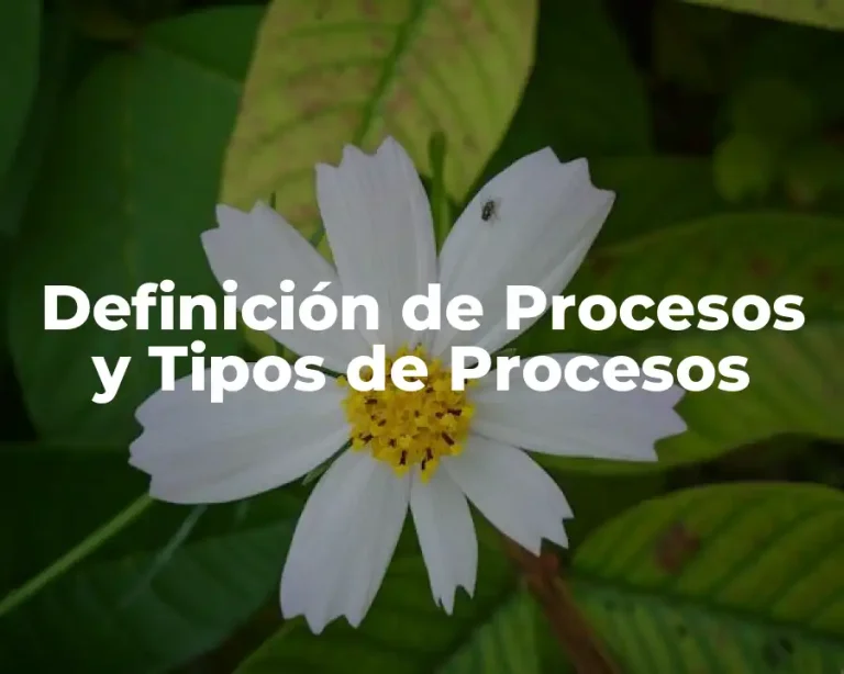 Definición de Procesos y Tipos de Procesos