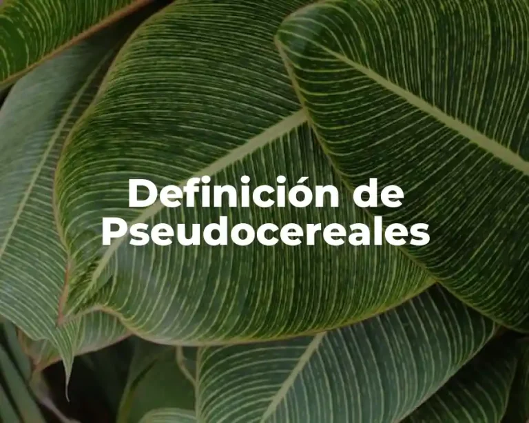 Definición de Pseudocereales