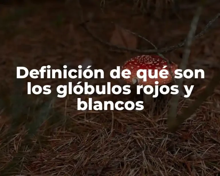 Definición de qué son los glóbulos rojos y blancos