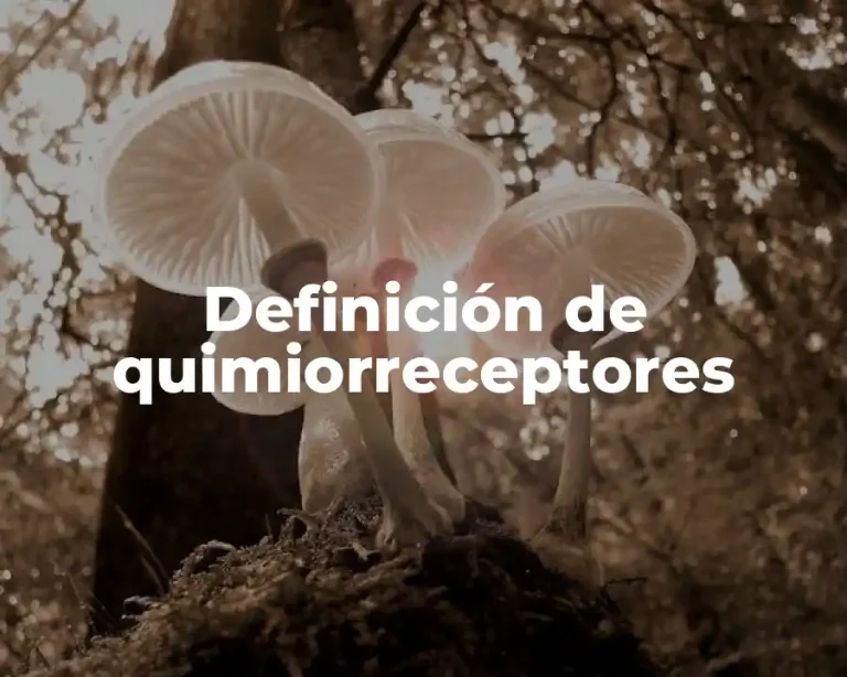 Definición de quimiorreceptores