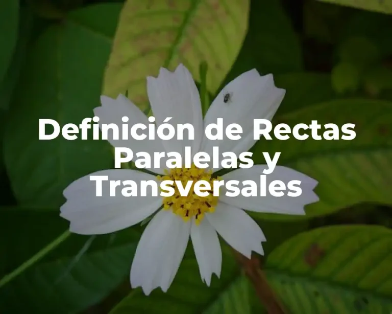 Definición de Rectas Paralelas y Transversales
