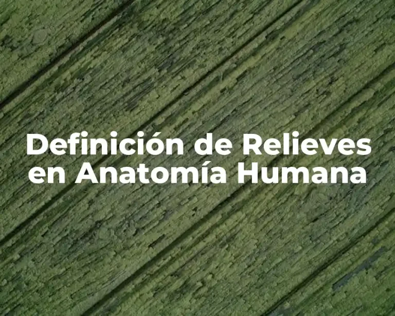 Definición de Relieves en Anatomía Humana
