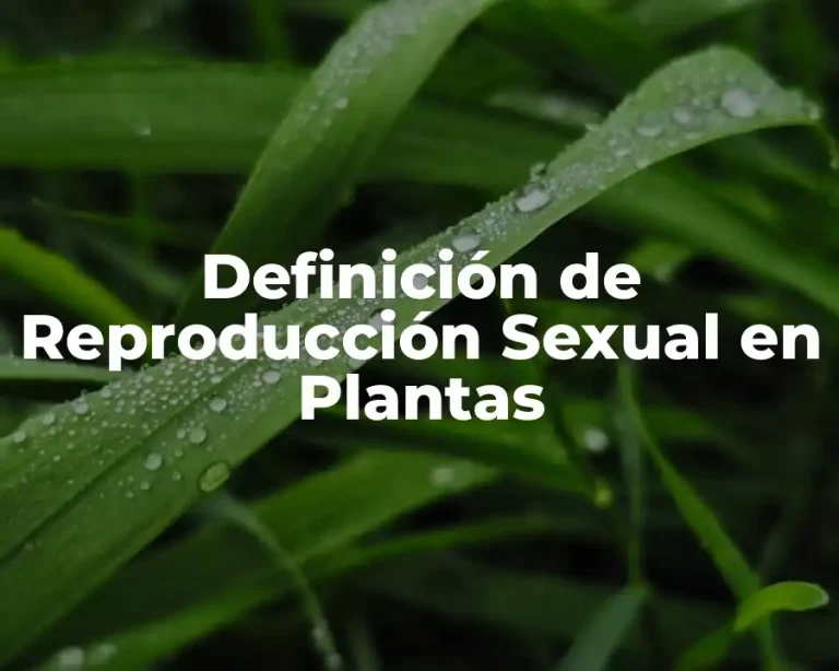 Definición de Reproducción Sexual en Plantas