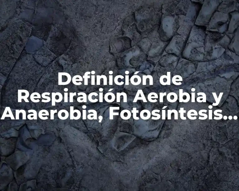 Definición de Respiración Aerobia y Anaerobia, Fotosíntesis y Quimiosíntesis