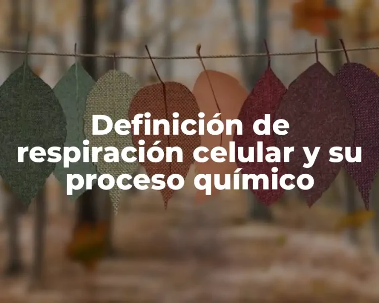 Definición de respiración celular y su proceso químico