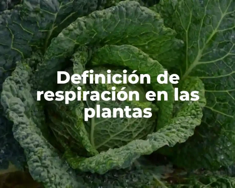 Definición de respiración en las plantas