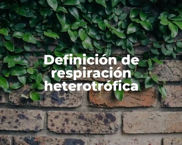 Definición de respiración heterotrófica