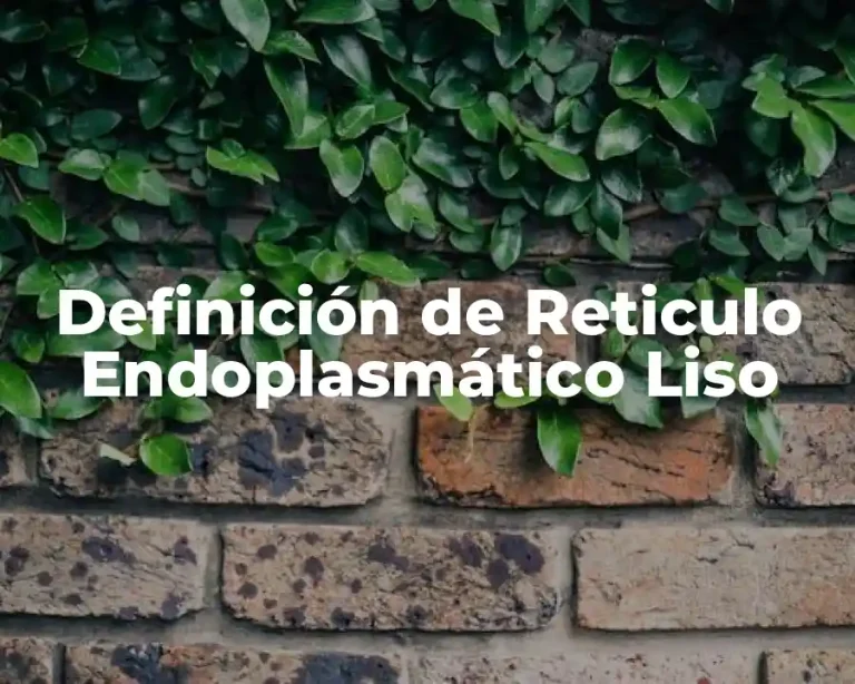 Definición de Reticulo Endoplasmático Liso