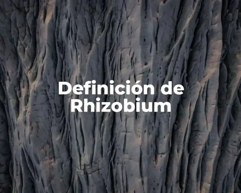 Definición de Rhizobium