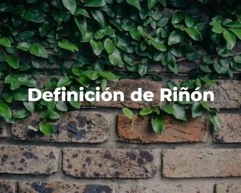 Definición de Riñón