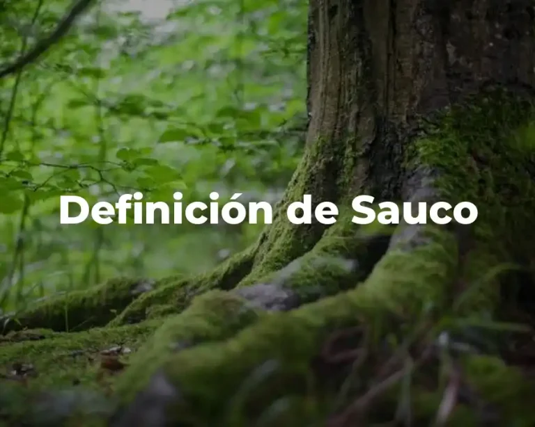 Definición de Sauco